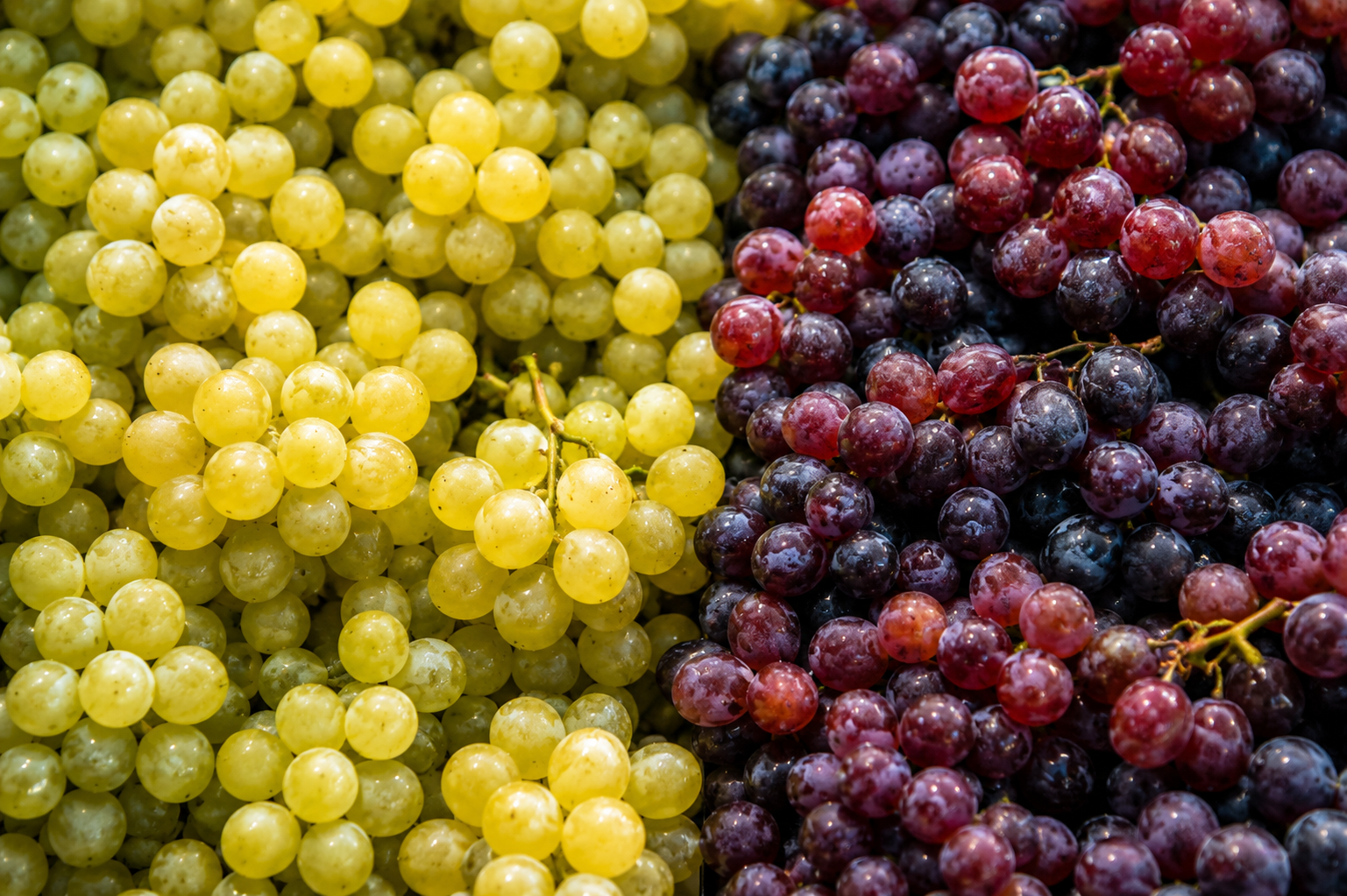 Uvas