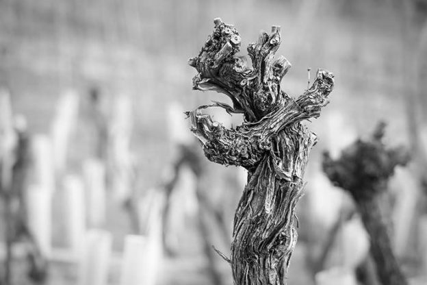 Filosof&iacute;a de Bodegas Pedroheras