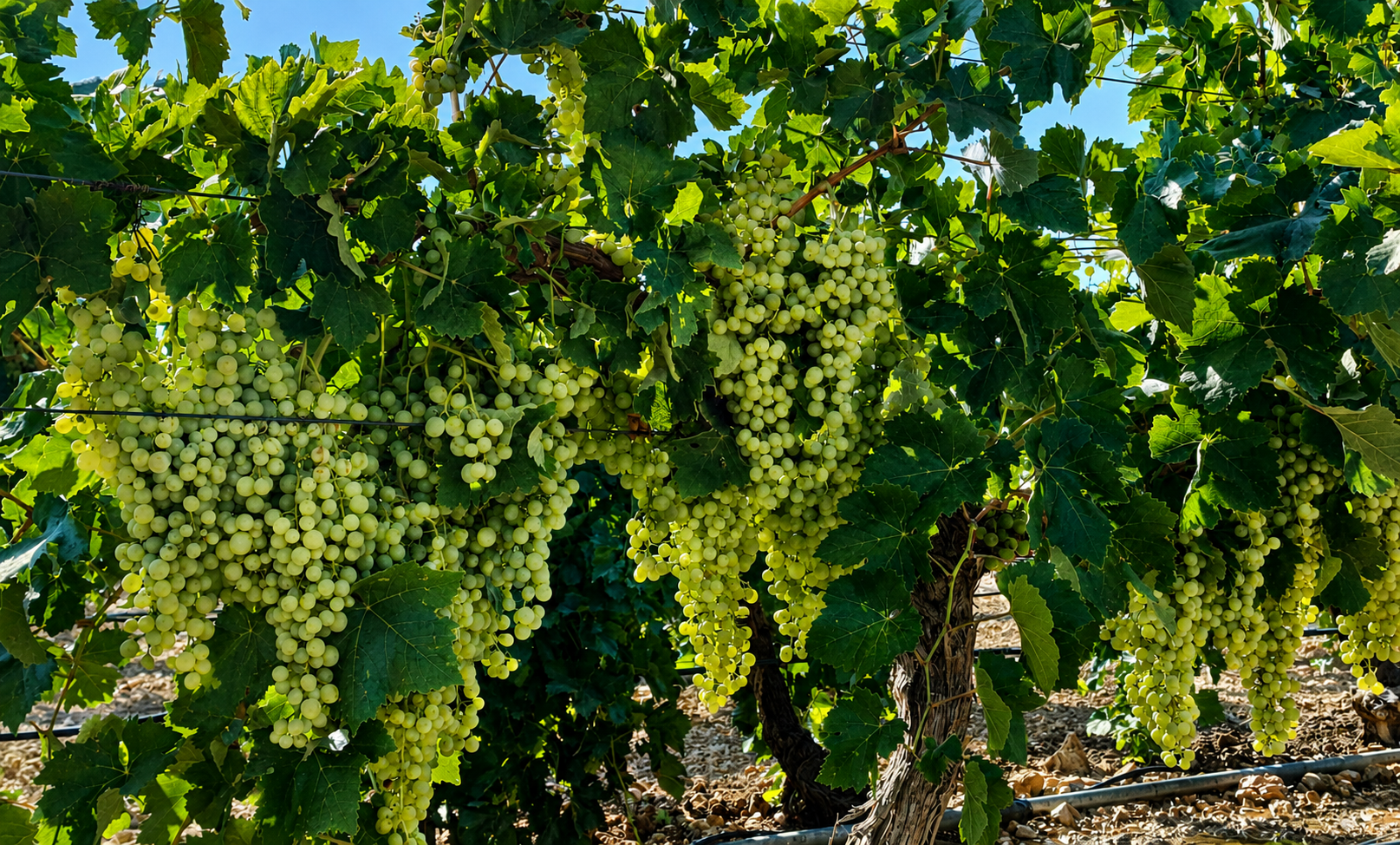 Uva de Bodegas Pedroheras