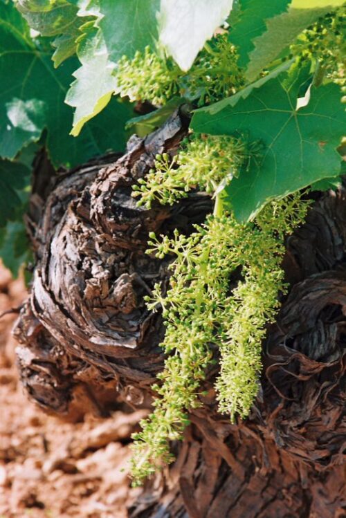 Cepa con fruto en el vi&ntilde;edo de Pedroheras