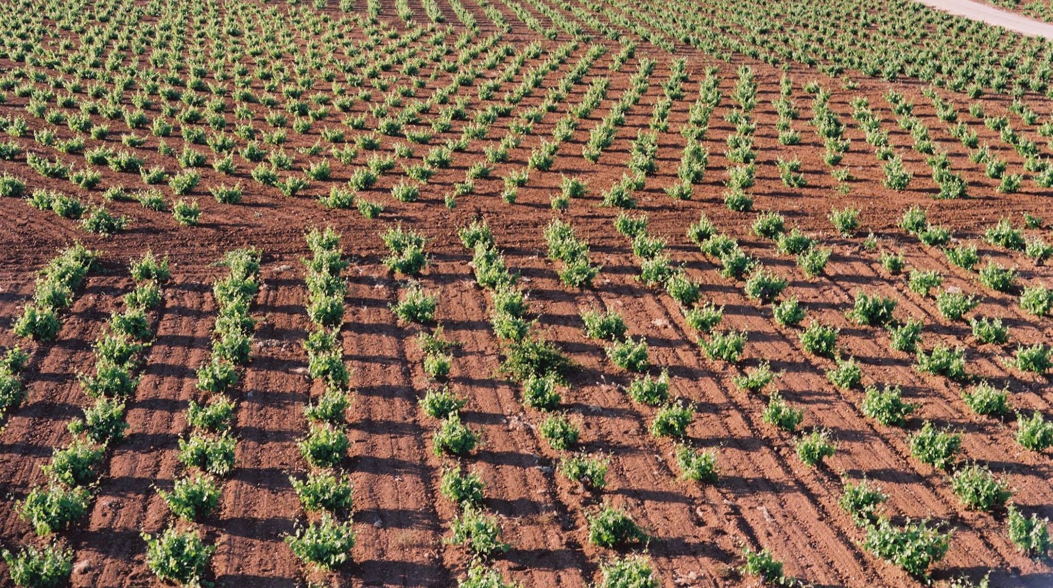 Paisaje del vi&ntilde;edo de Bodegas Pedroheras