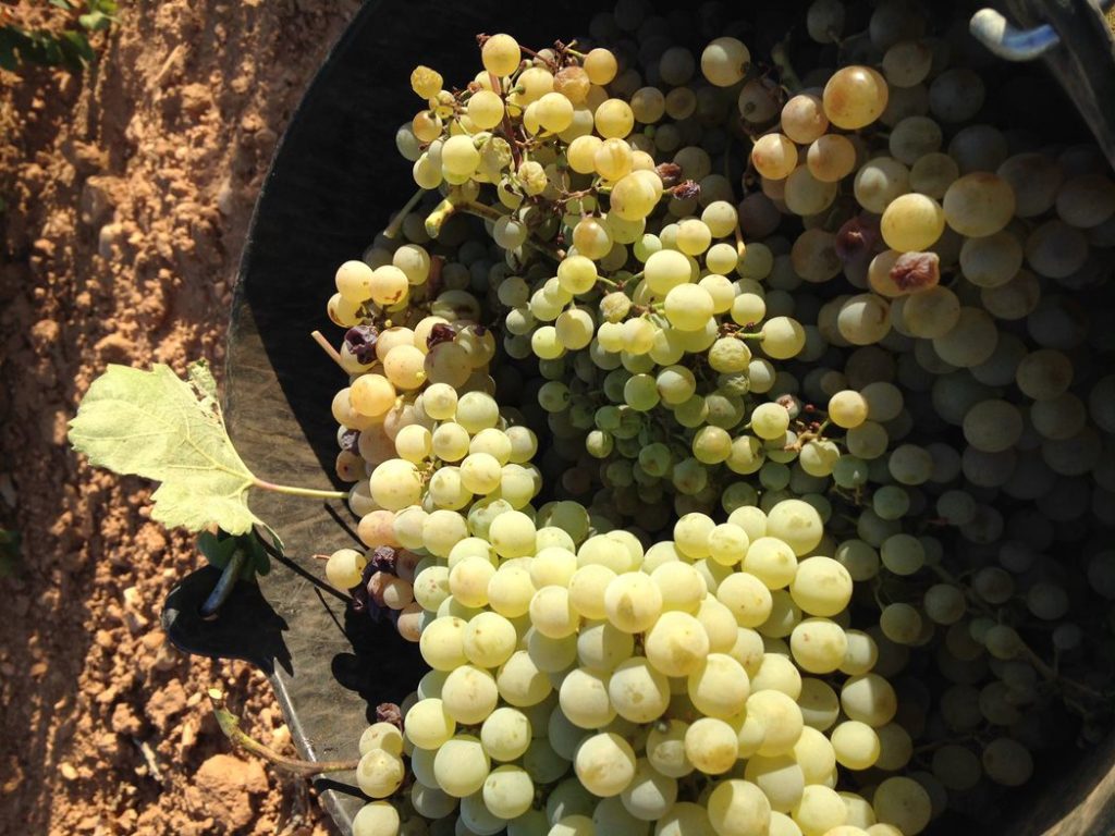 Vi&ntilde;edo de Bodegas Pedroheras